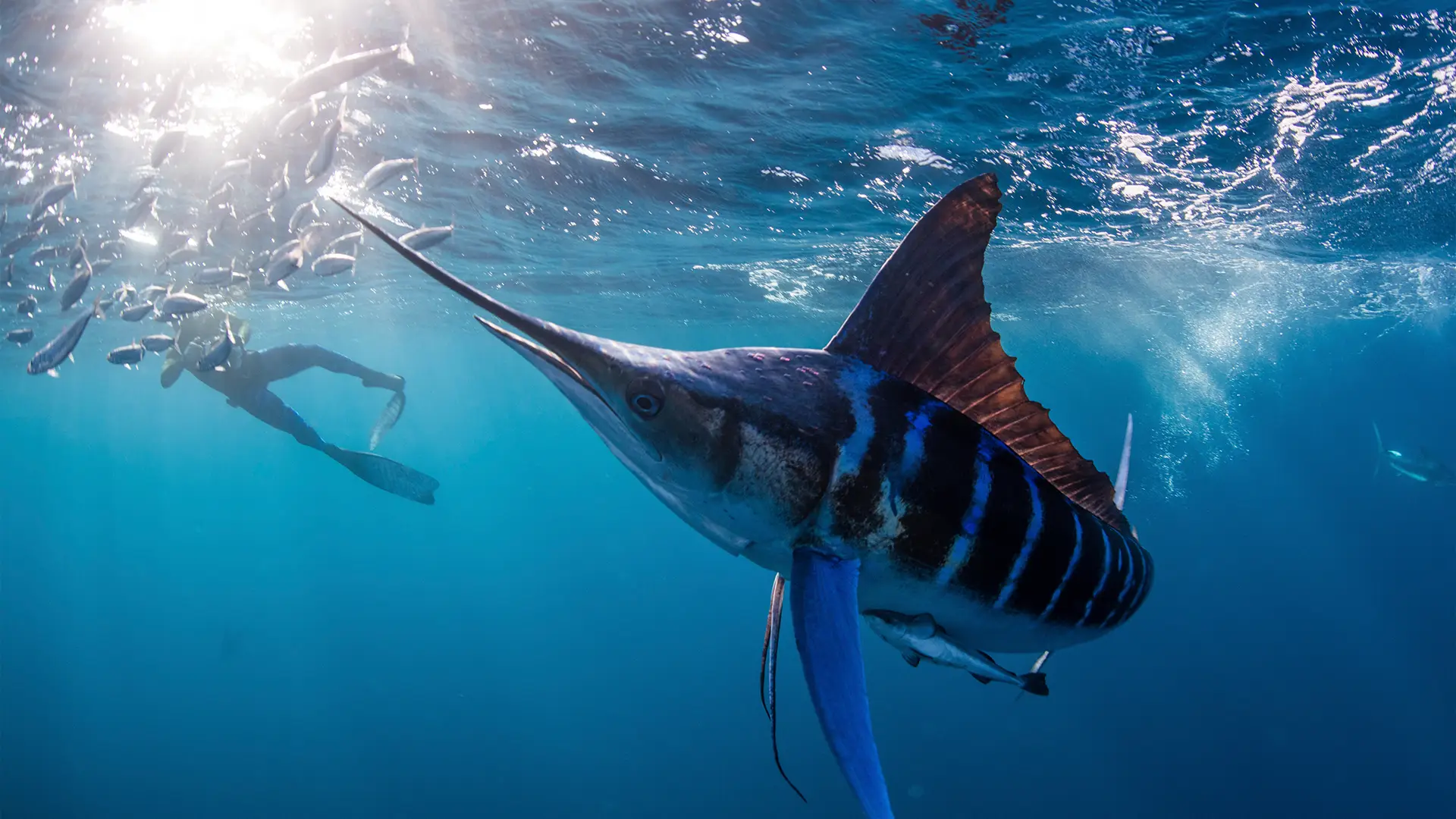 Close-up of a blue marlin swimming underwater near a diver and a school of fish.